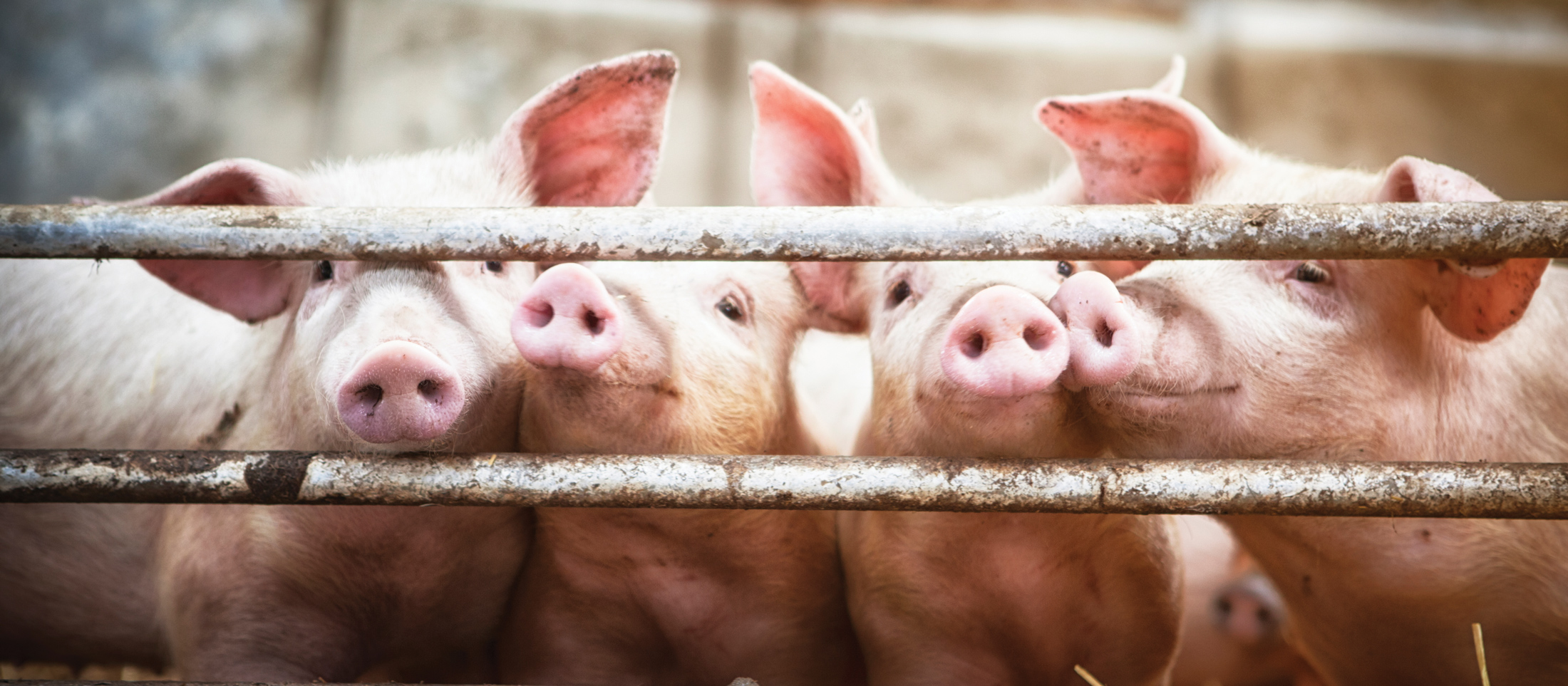 Pigs standing behind a metal fence