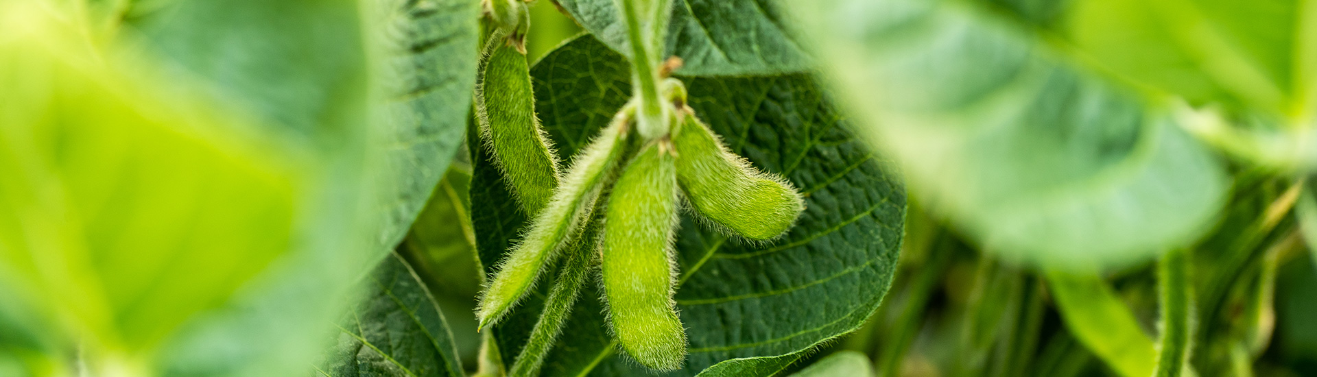 Soybeans on plant in field