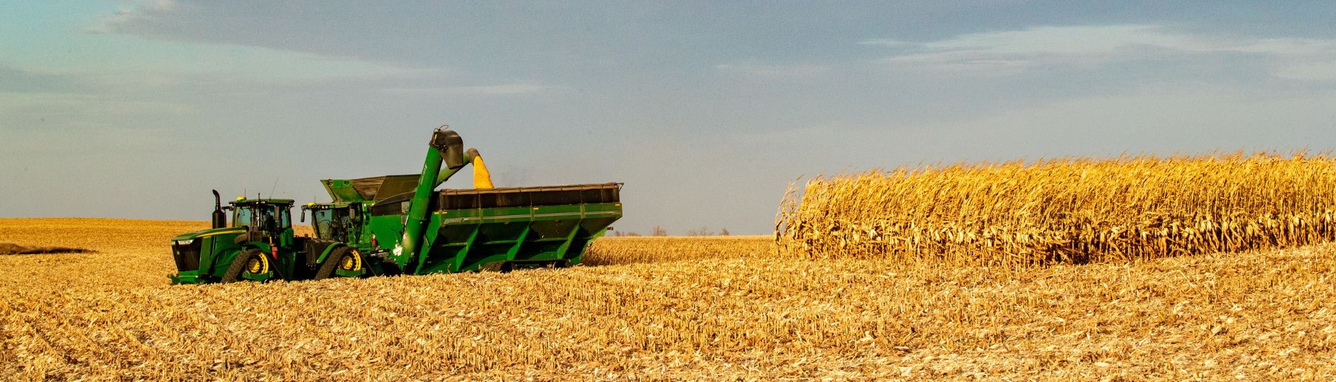 Corn being harvested in a field.